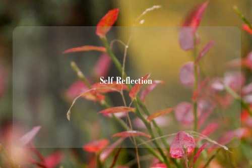 Self Reflection
