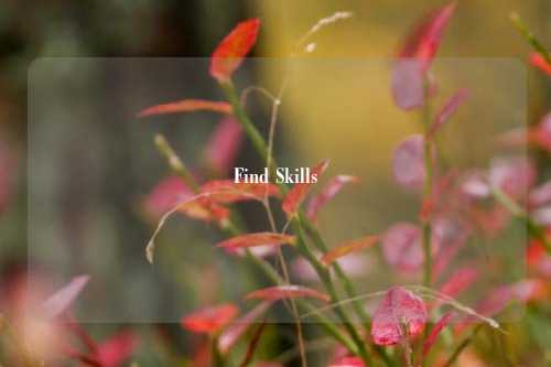 Find Skills