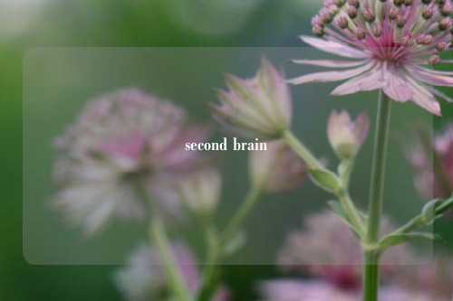 second brain